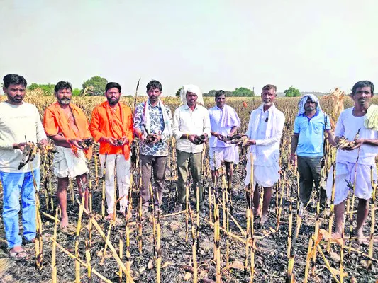 మొక్క