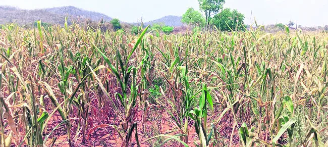 నాసిర