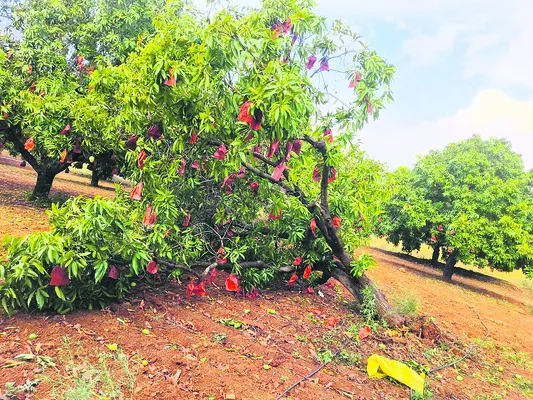 ●నష్టపరిహారం అందించాలి 