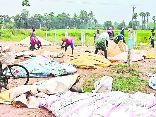 13,549 హెక్టార్లలో వరి కోతలు పూర్తి
