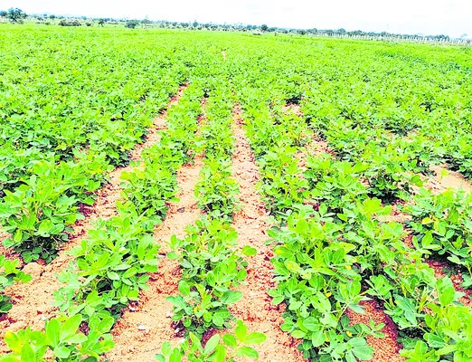 వేరుశనగకు పంట రుణం రూ.38 వేలు