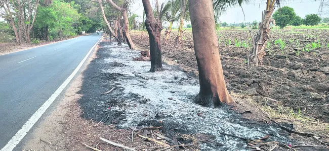 చెత్తకు నిప్పు.. చెట్లకు ముప్పు