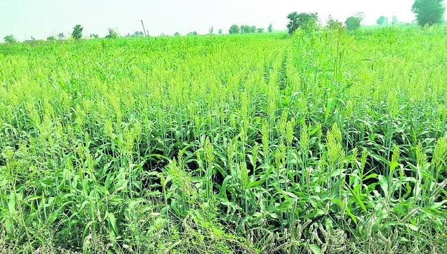 విలేజ్లోనే విత్తనోత్పత్తి