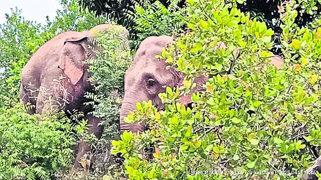 ముద్దాయికి ఆరు నెలల జైలుశిక్ష
