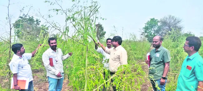 ఉద్యానవన పంటలతో రైతులకు లాభాలు 