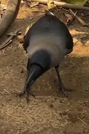 Meet this Talking crow in Maharashtra takes the Internet11