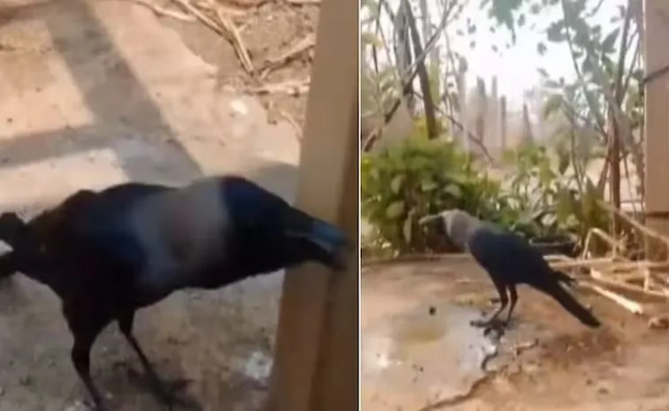 Meet this Talking crow in Maharashtra takes the Internet9