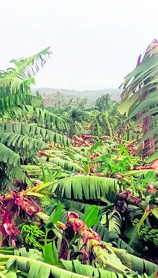 ఈదురుగాలుల బీభత్సం 