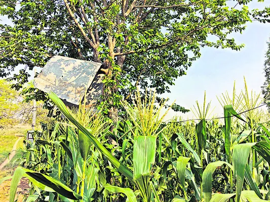 పంటకు రక్ష.. భక్షకులకు శిక్ష