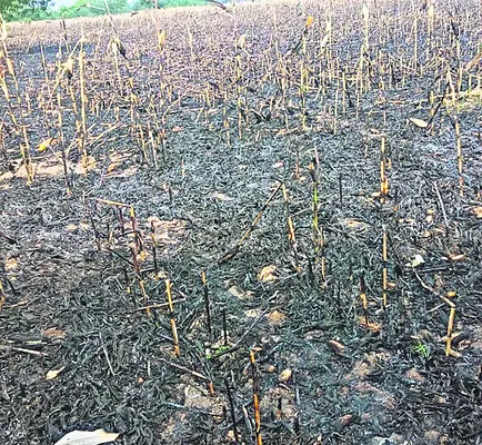 మొక్క