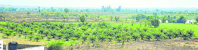 పామాయిల్ సాగు అంతంతే!