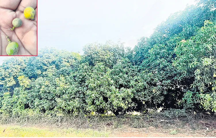 Ulavapadu mango yield to decline significantly