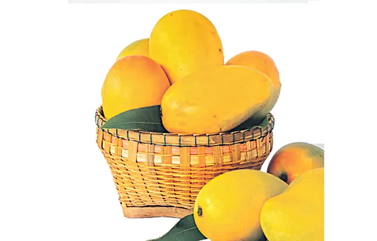 Mango yields this year are moderate