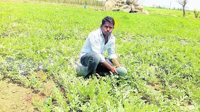 సాగు 