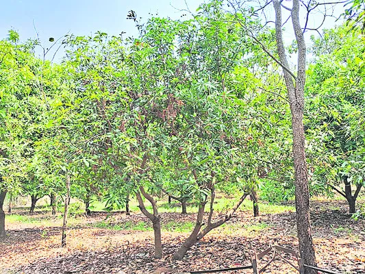 ‘పచ్చ
