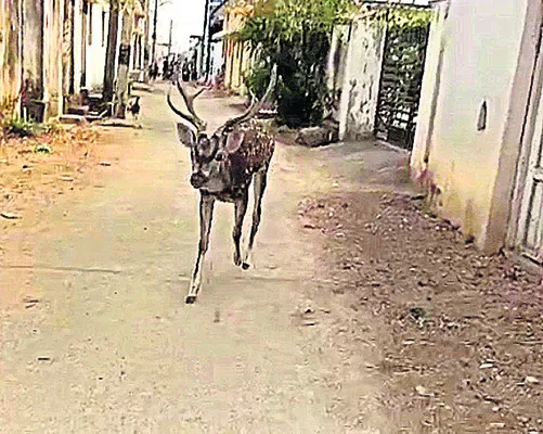 జనావాసాల్లోకి  చుక్కల దుప్పి