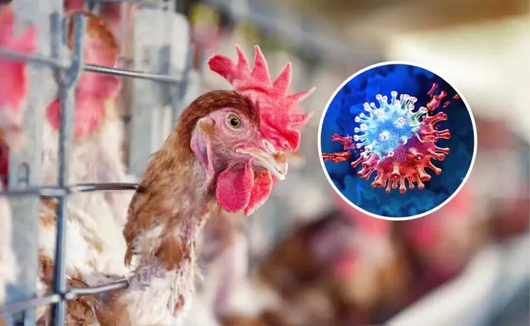 Latest News on Bird Flu In Telangana