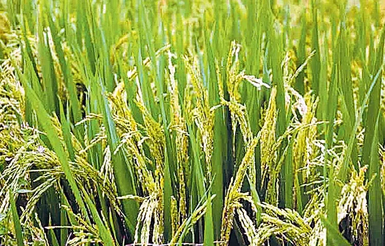 Special rice cultivation for export