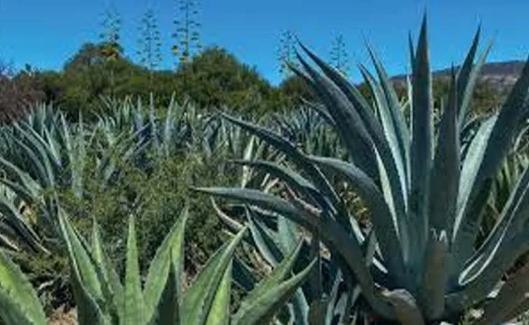 Agave Project: Mission100CroreTree Is A Tree Planting NGO