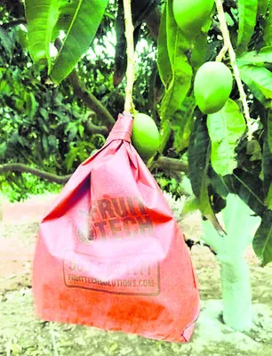 ● ఏ పండ్లకు వాడవచ్చు.. 