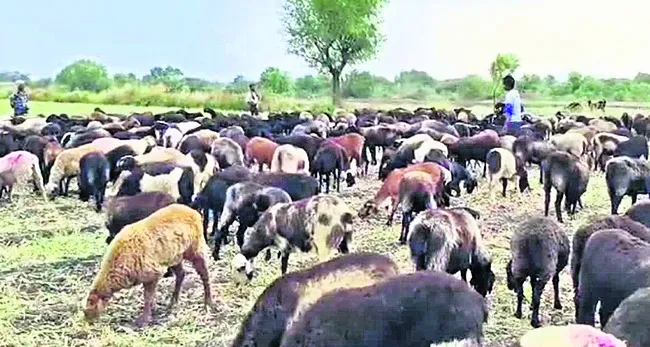 ఉల్లి