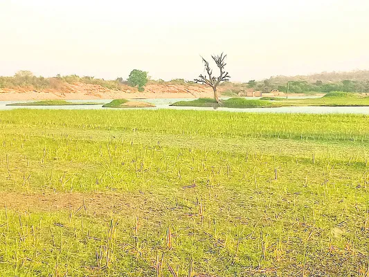 శిఖం