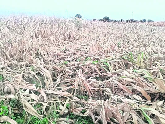 అకాల