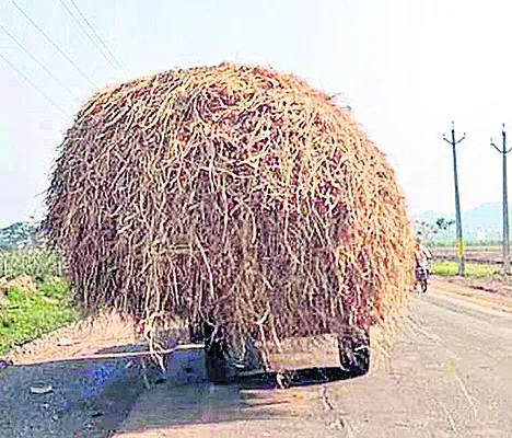 ఒడిశాకు తరలుతున్న పశుగ్రాసం 