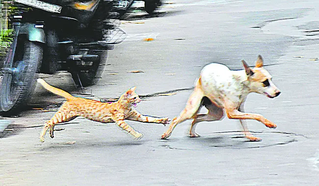 జాతి 