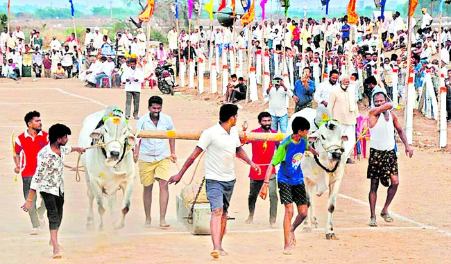 రసవత్తరంగా ఒంగోలు జాతి ఎడ్ల బలప్రదర్శన పోటీలు