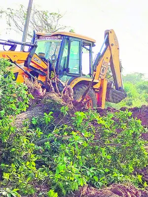 అధికారులే సపోటా తోటను ధ్వంసం చేశారు

