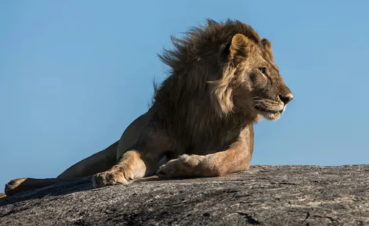 14 Year-Old Girl Attacked By Lion In Front Of Friend Nairobi