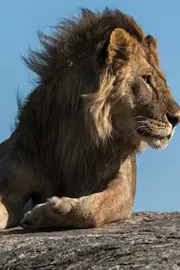14 Year-Old Girl Attacked By Lion In Front Of Friend Nairobi5