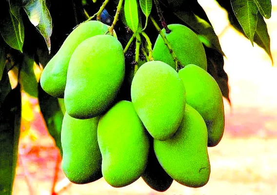 మధుర ఫలం.. ధర పతనం