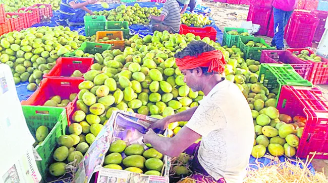 మామిడి మార్కెట్‌ ఆదాయం పెరిగేనా..? 