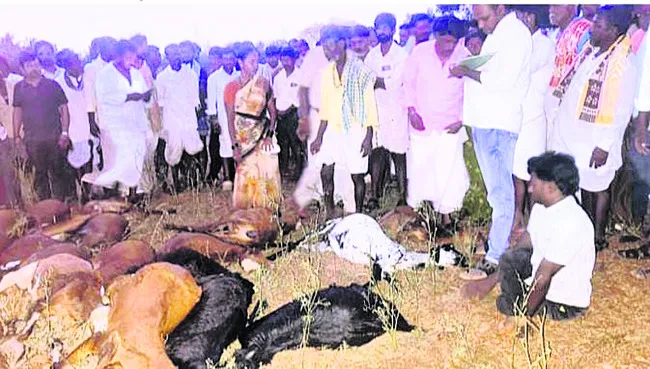 పిడుగుపాటుకు 36 జీవాల మృతి