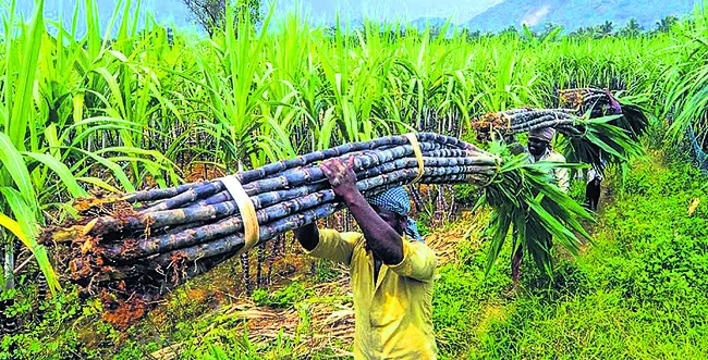 చెరుకు రైతులకు రూ.16 వేల కోట్ల చెల్లింపులు 