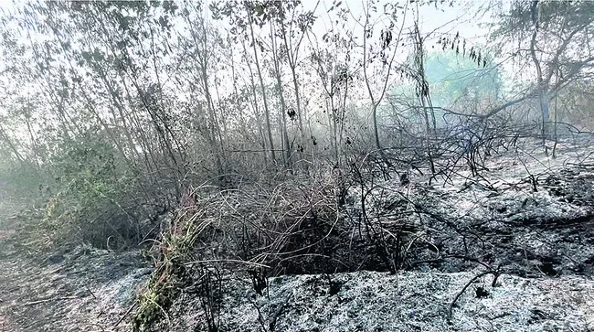 ఐదు ఎకరాల సుబాబుల్‌ తోట దగ్ధం 