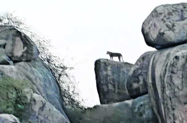 దేవరగుట్టలోనే చిరుతలు 