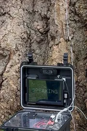 Talking Tree: Irish people shocked as AI talking tree8
