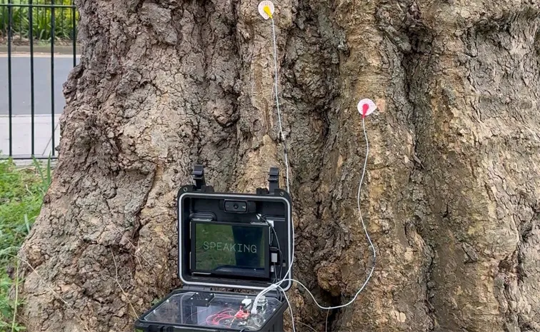 Talking Tree: Irish people shocked as AI talking tree9