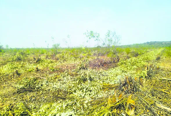 అడ్డగోలుగా నరికేద్దాం..!