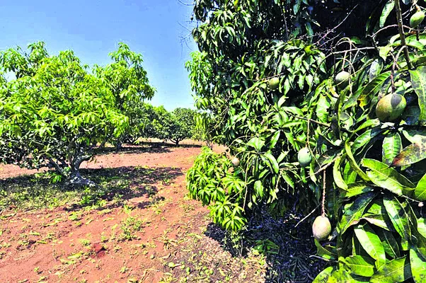 మామిడి రైతుల ఆశలు ఆవిరి
