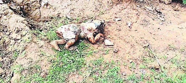 తాళ్లపూడిలో మృత శిశువు కలకలం