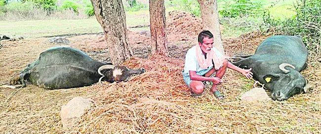 పిడుగుపాటుకు గేదెలు మృతి