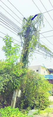 అల్లు