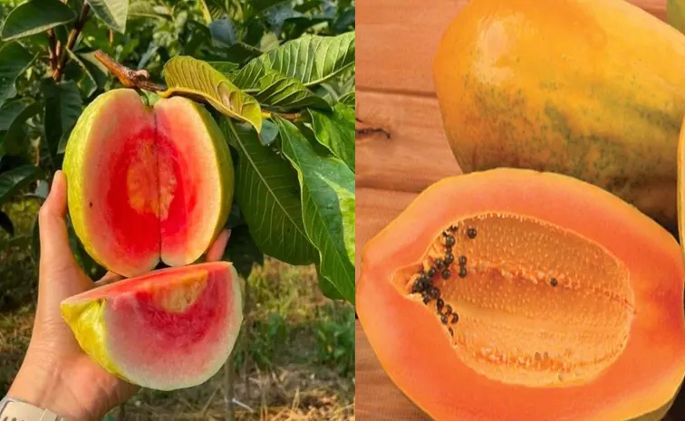 Osmotic dehydration of fruits amazing benefits