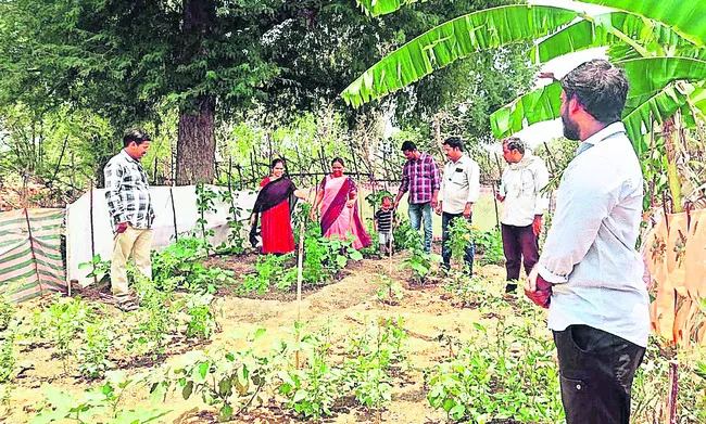 ప్రకృతి వ్యవసాయంతో నేలకు మేలు 