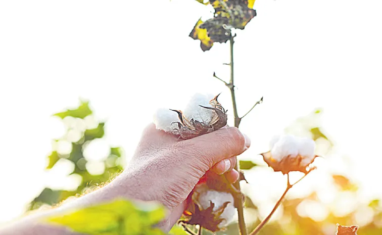 Cotton sales by middlemen in name of farmers in Telangana