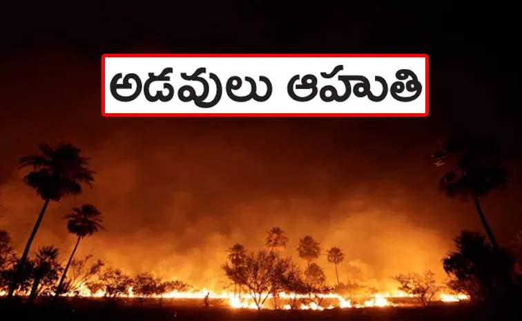 Rising Forest Fires in India full details